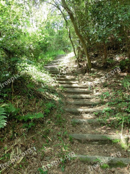 Stairs Forest Stairway Step Walk