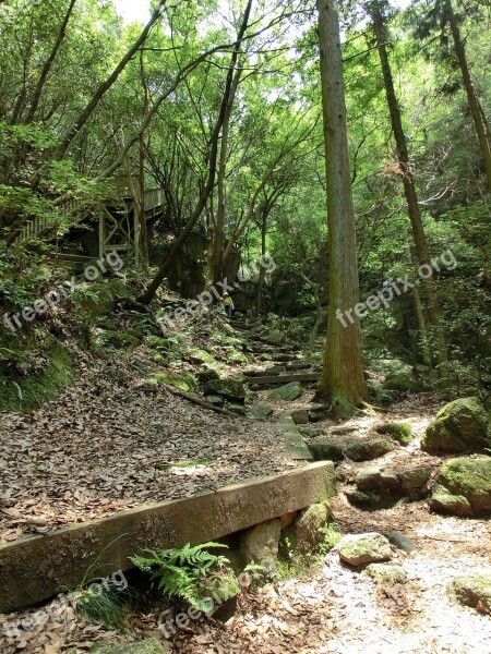 Stairway Path Forest Nature Woods