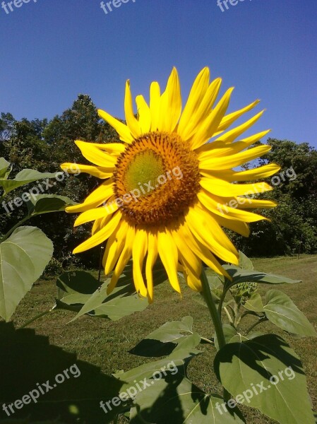 Sunflower Garden Summer Nature Flower