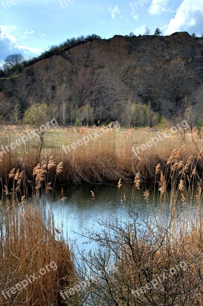 Lagoon Reeds Summer Landscape Hady