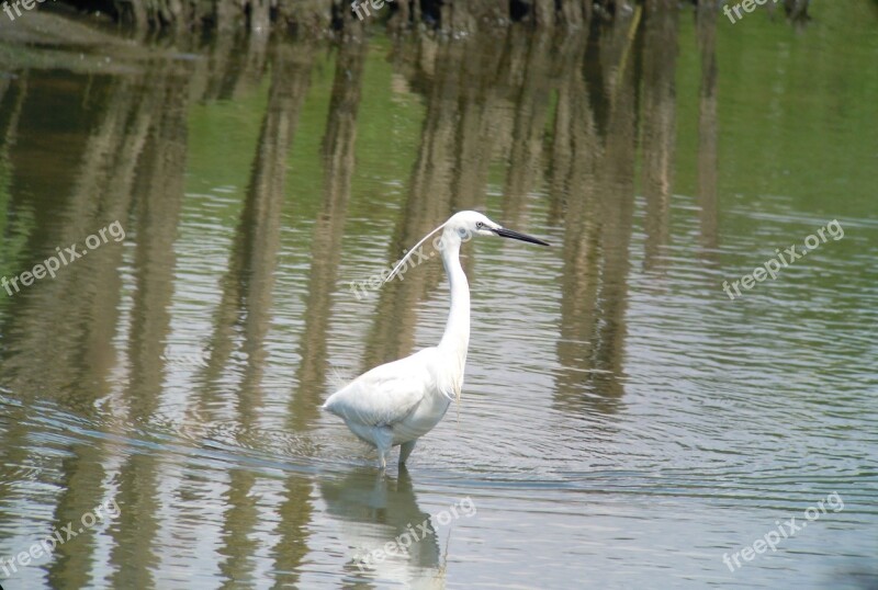 Little Egret Bird Water Nature Silver Heron