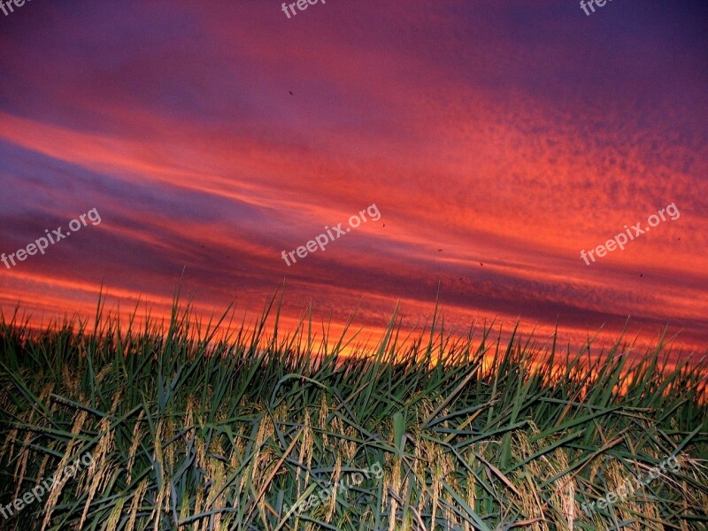 Taiwan Sunset In Rice Field Pink Clouds Free Photos