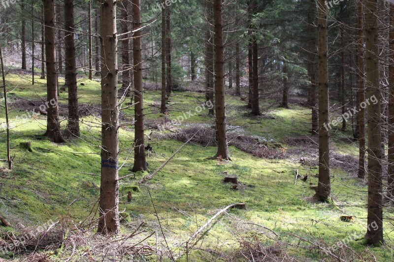 Forest Trees Moss Mood Walk