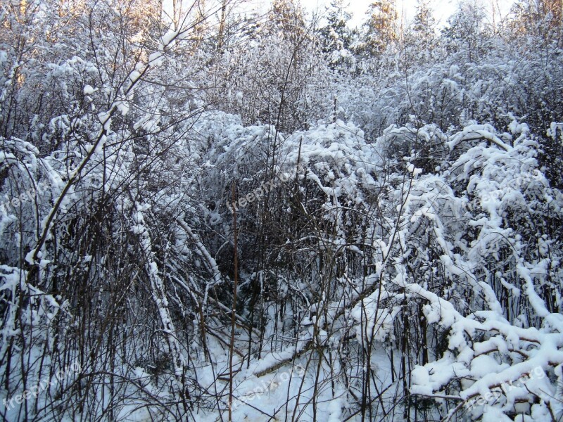 Winter Shrubs Plein Air Free Photos