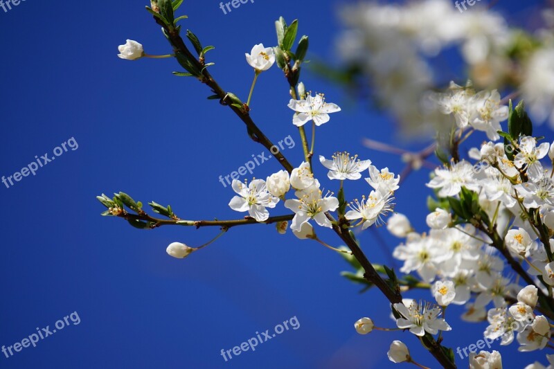 Plums Blossom Bloom Against Sky Blue