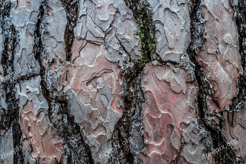 Forest Log Bark Conifer Tree