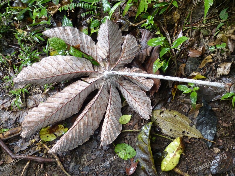 Costa Rica Central America South America Tropical Rainforest