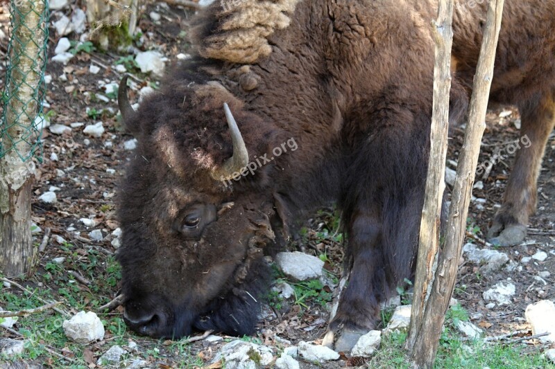 Bison Horns Shaggy Animal Buffalo