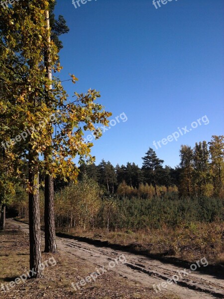 Forest Foliage Leaf Tree Autumn