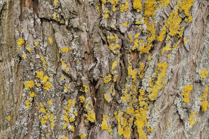 Tree Lichen Wood Bark Log