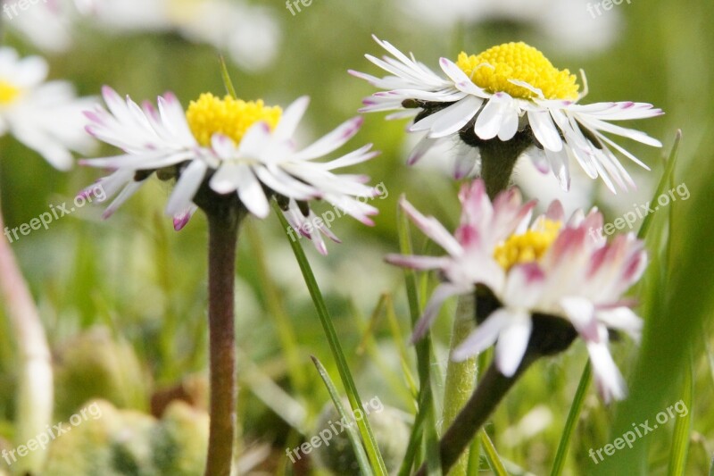 Daisy Flowers Meadow Wildflowers Spring