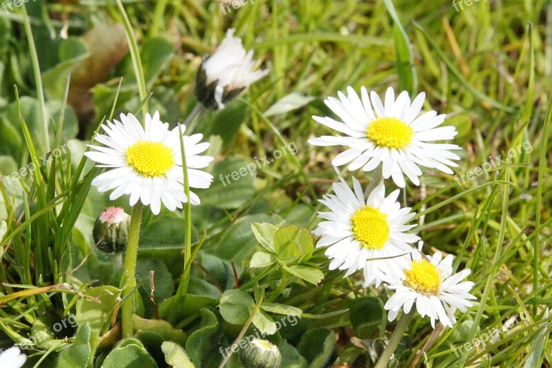 Daisy Flowers Meadow Wildflowers Spring