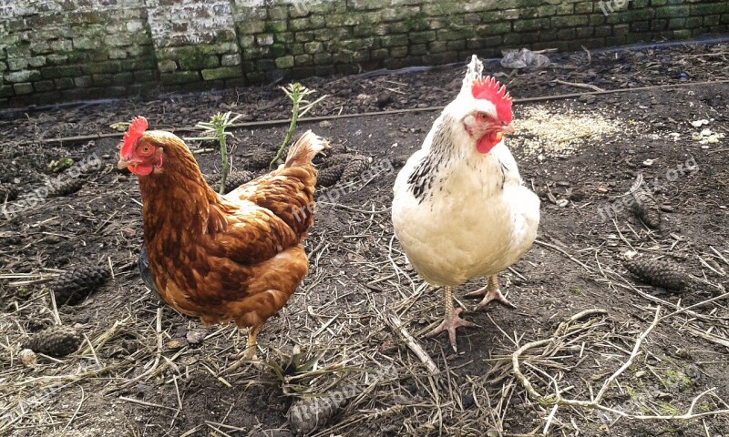 Chickens Garden Nature Animals Free Photos