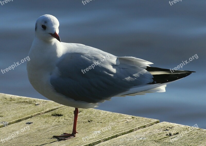 Black Headed Gull Bird Chroicocephalus Ridibundus Gulls Water Bird