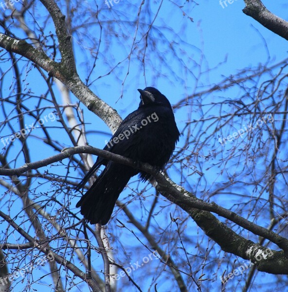 Bird Nests Crow Nests Crow's Nests Birds