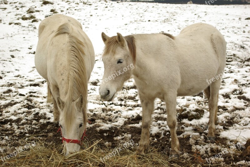 Jeju Island Snow Horse Halla Landscape