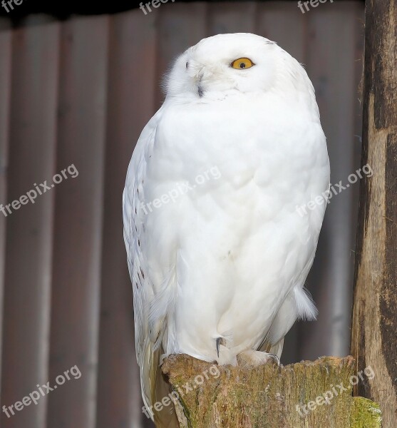 Snowy Owl Owl Bird Enclosure Animal