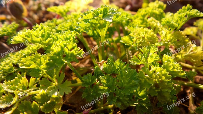 Parsley Plant Garden Spice Green