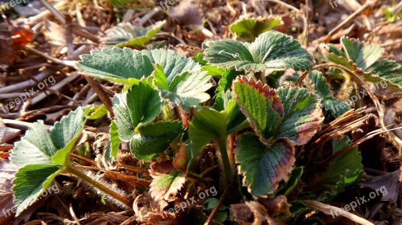 Strawberry Vegetables Eat Food Healthy