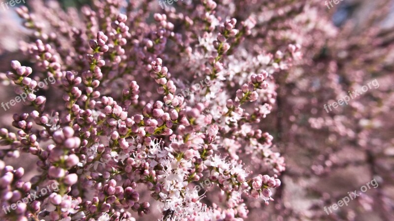 Pink Tiny Flowers Tree Spring