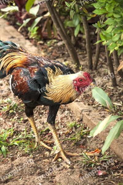 Rooster Chicken Poultry Ground Free Photos