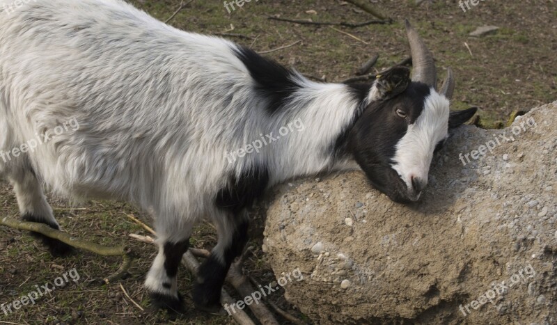 Goat Zoo Petting Zoo Horns Bock