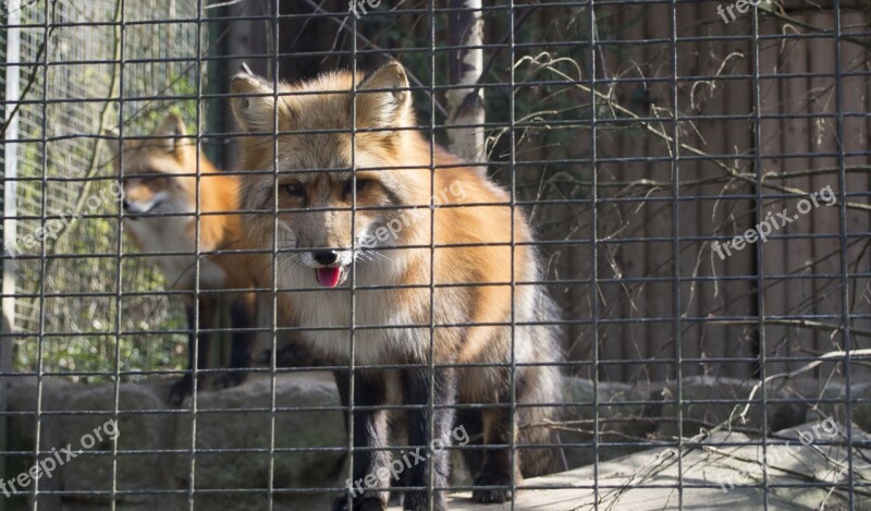 Fuchs Enclosure Cage Zoo Free Photos