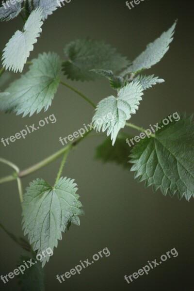 Stinging Nettle Plant Weed Burning Hair Burn