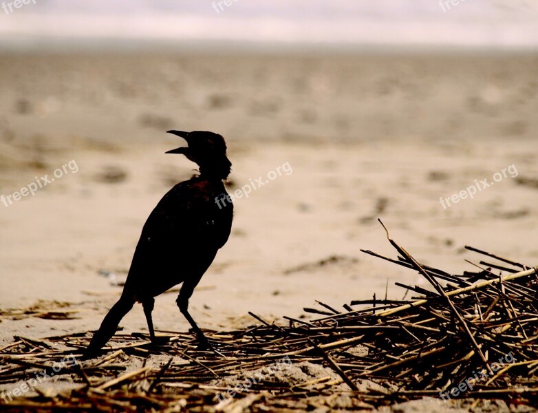 Hurricane Wildlife Beach Nature National