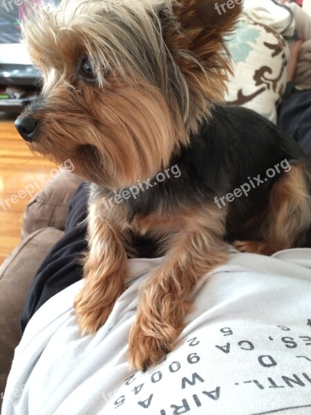 Yorkie Dog Yorkshire Free Photos