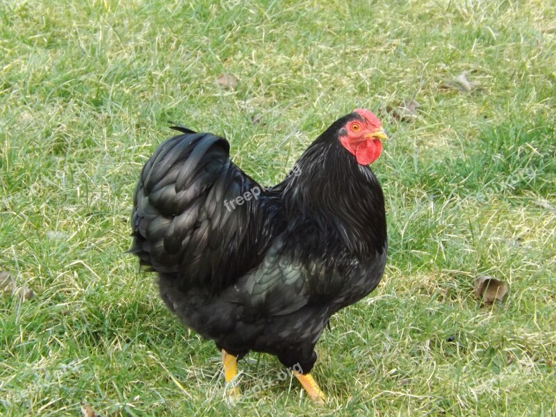 Chicken Nature Poultry Livestock Animal World