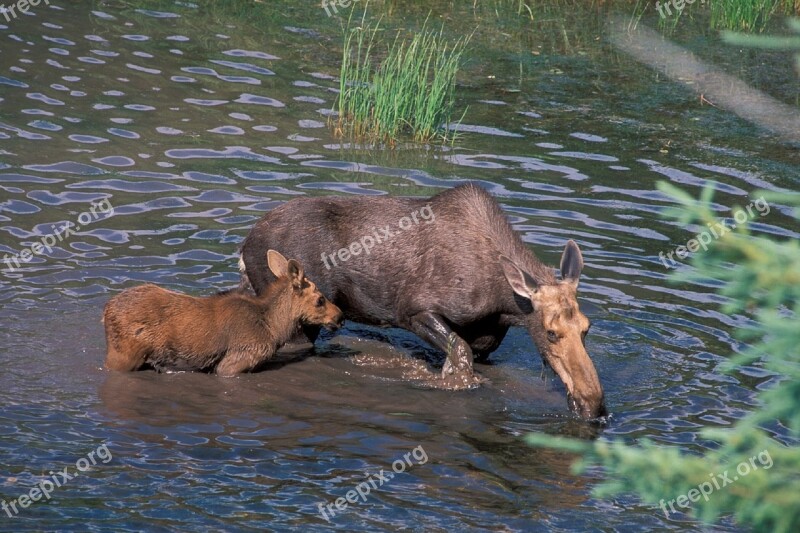 Moose Cow Baby Water Wildlife