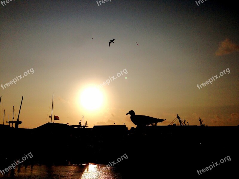 Seagull Backlighting Shadow Sea Dramatic Sky