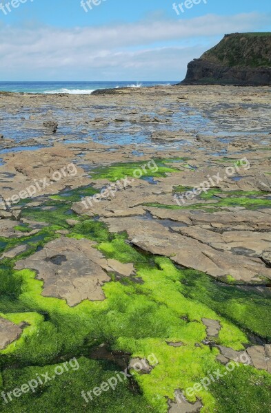 Ocean Shore Rocks Vegetation Sea Lettuce