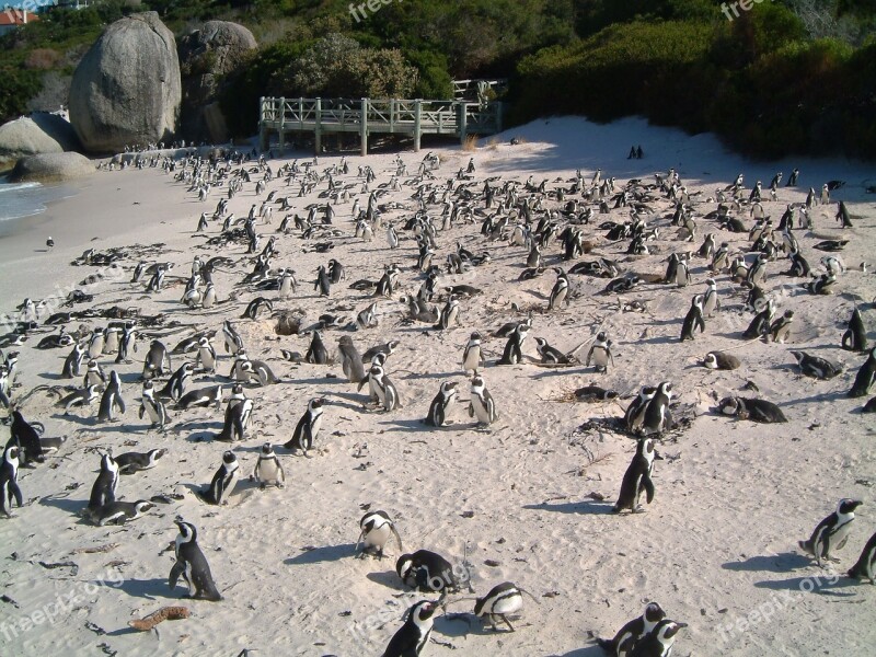 Penguins Beach Birds Wildlife Nature