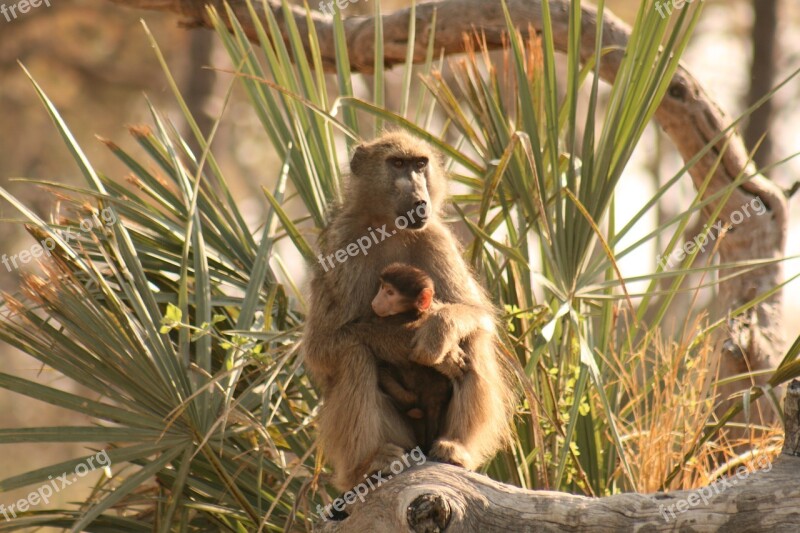 Baboon Mother Baby Wildlife Primate