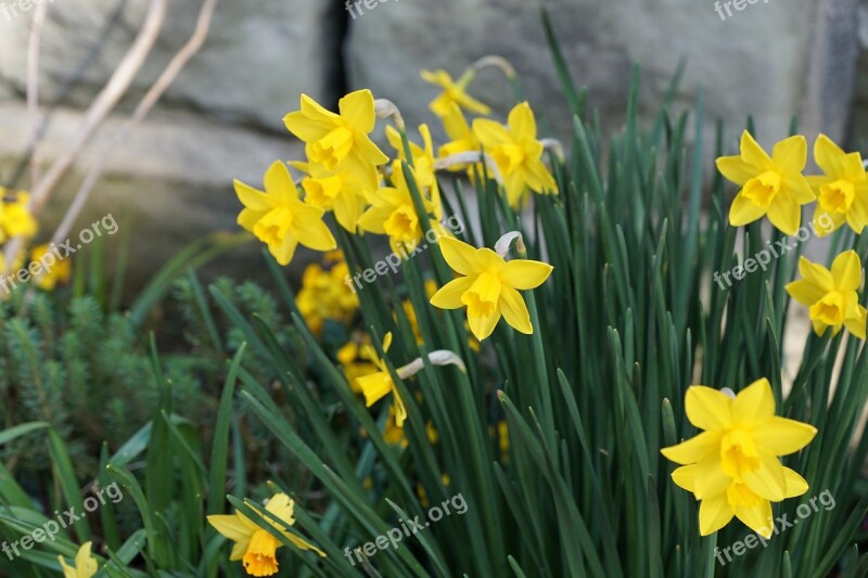 Narcissus Flowers Yellow Blossom Bloom