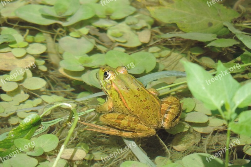 Plitvice Lakes Croatia Frog National Park Nature