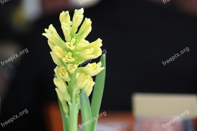 Hyacinth Flower Green Flowers Spring