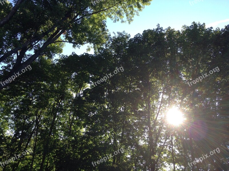 Light Healing Sky Trees Nature