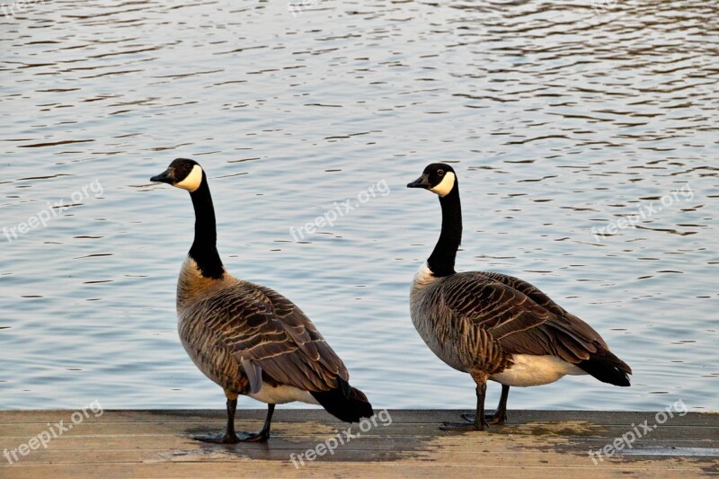 Wild Geese Two Nature Aasee Münster