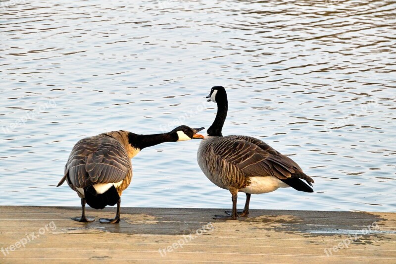 Wild Geese Two Chatter Nature Aasee