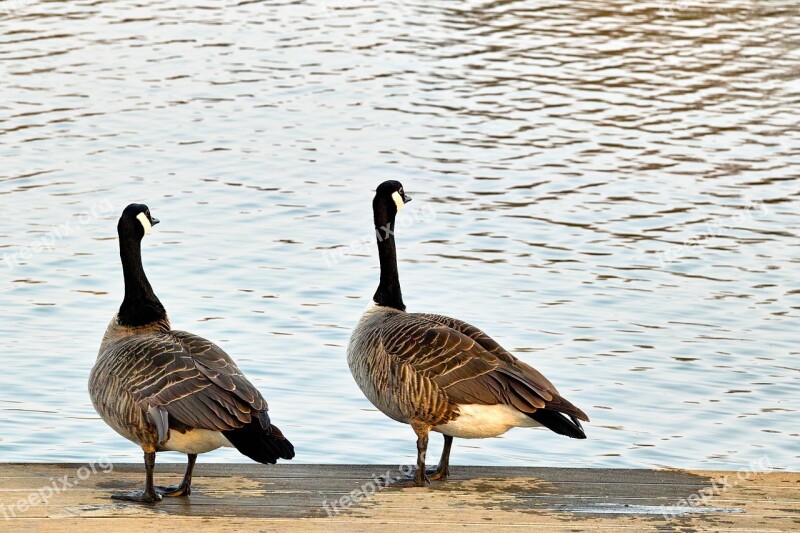 Wild Geese Pair Aasee Münster Two