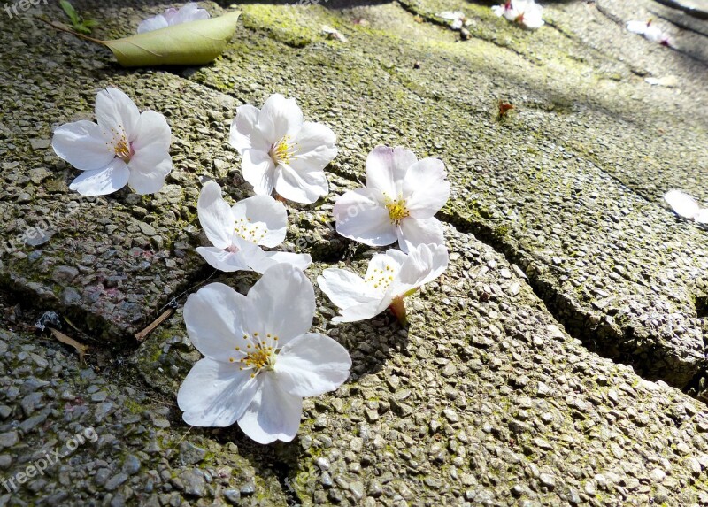 Sakura Japan Cherry Nature Flower