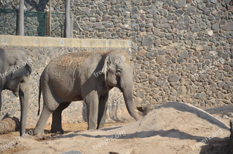 Elephant Gray Zoo Animal Free Photos