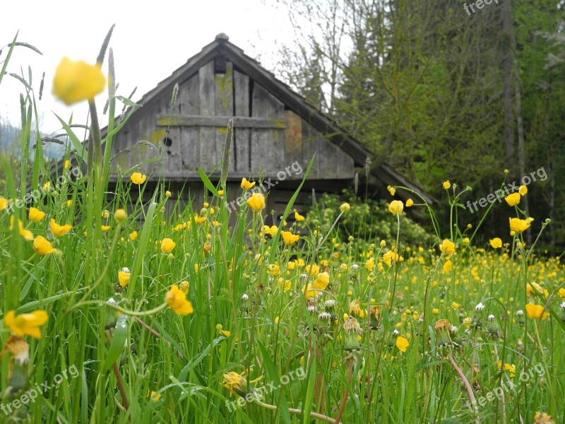 Schopf Rural Flowers Free Photos