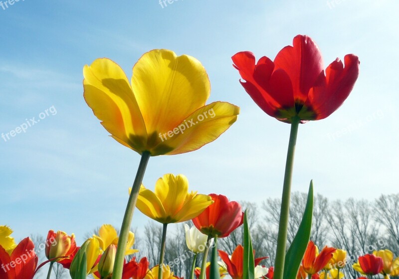 Tulip Yellow Red Blossom Bloom