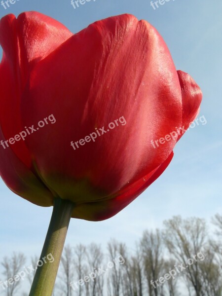 Tulip Tulip Cup Red Blossom Bloom