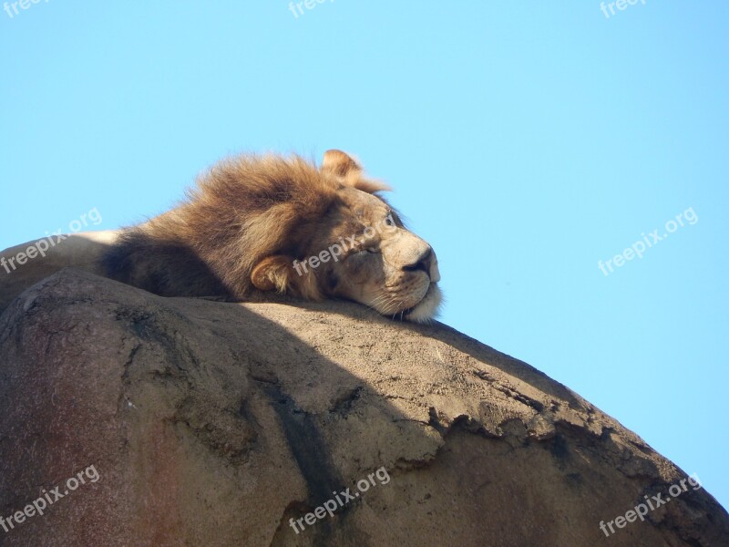 Lion Safari Wildlife Animal Wild