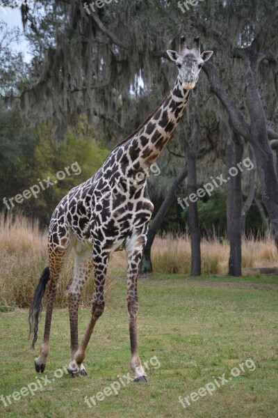 Giraffe Safari Disney Animal Wildlife